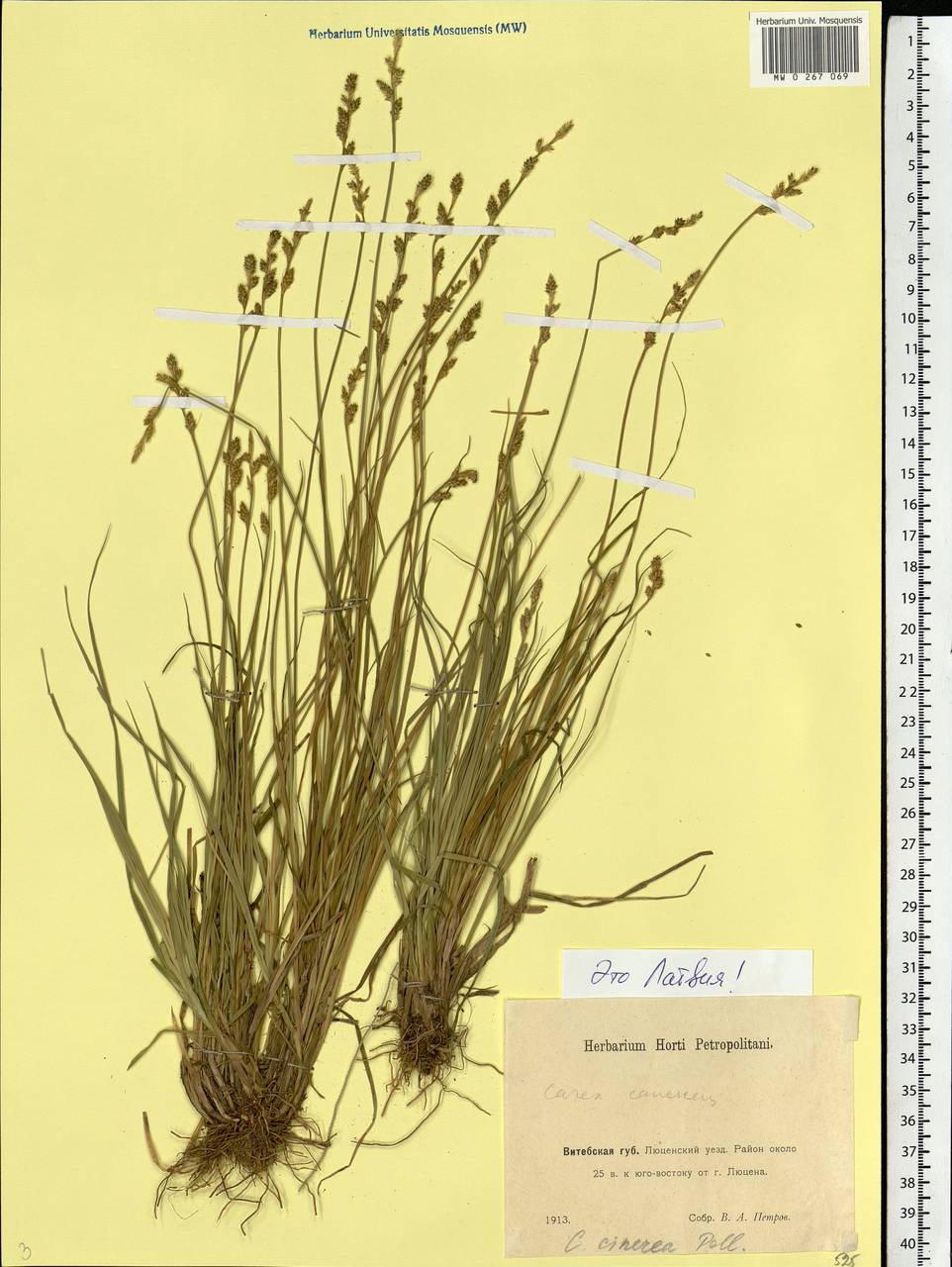 Carex canescens subsp. canescens, Eastern Europe, Latvia (E2b) (Latvia)