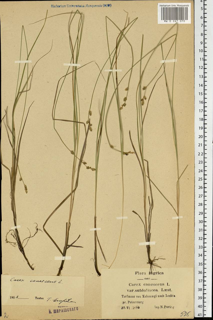 Carex canescens subsp. canescens, Eastern Europe, North-Western region (E2) (Russia)