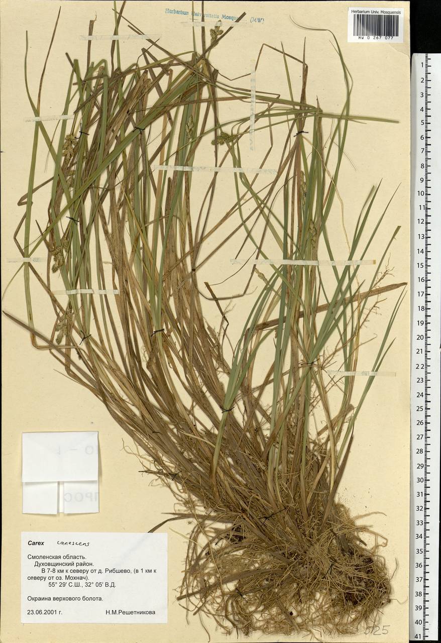 Carex canescens subsp. canescens, Eastern Europe, Western region (E3) (Russia)
