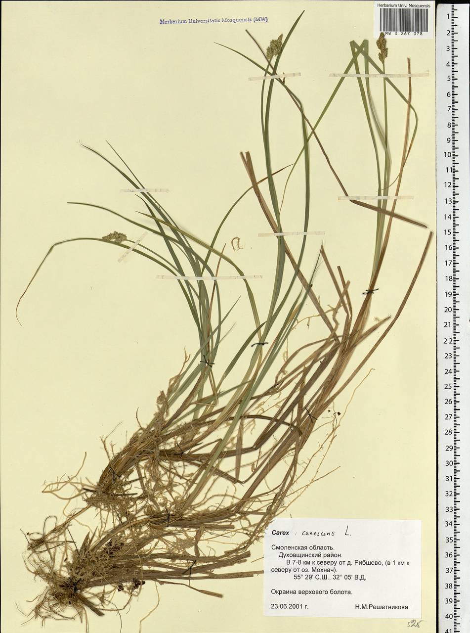 Carex canescens subsp. canescens, Eastern Europe, Western region (E3) (Russia)