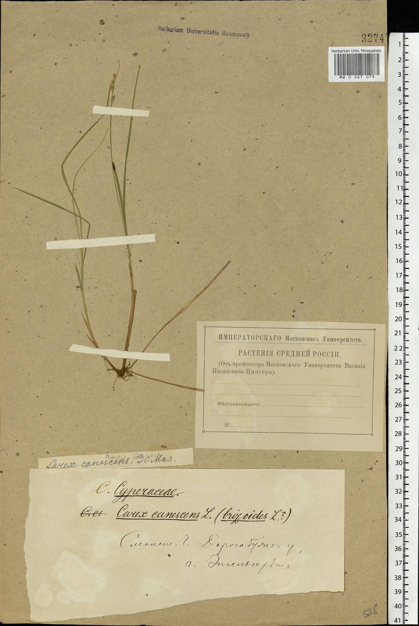 Carex canescens subsp. canescens, Eastern Europe, Western region (E3) (Russia)
