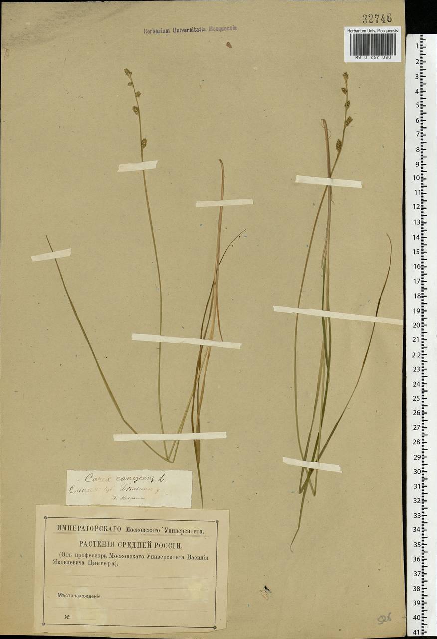 Carex canescens subsp. canescens, Eastern Europe, North-Western region (E2) (Russia)