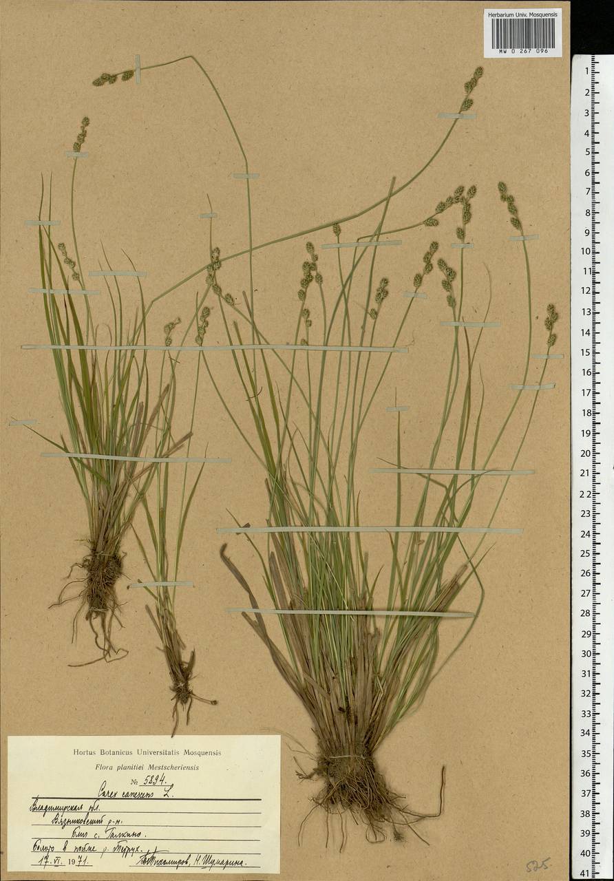 Carex canescens subsp. canescens, Eastern Europe, Central region (E4) (Russia)