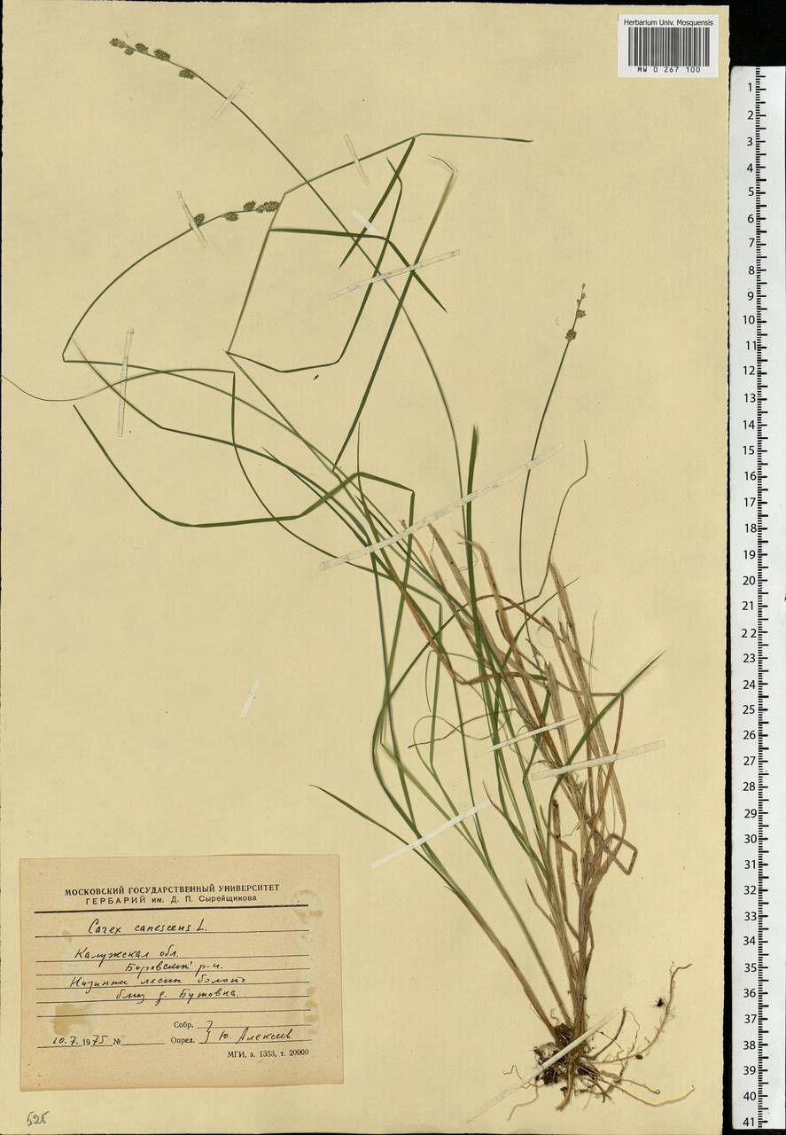 Carex canescens subsp. canescens, Eastern Europe, Central region (E4) (Russia)