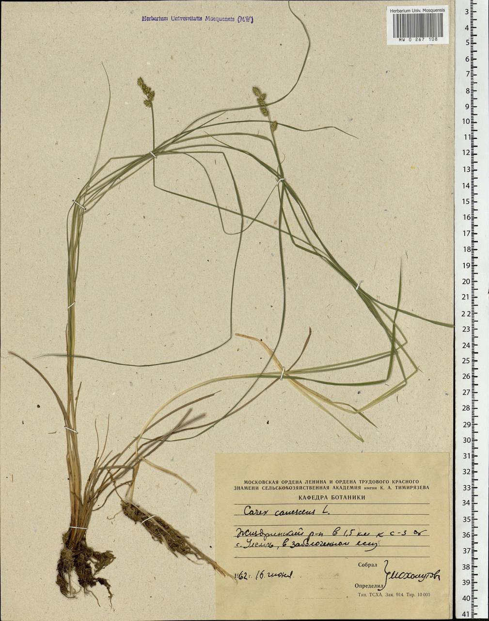 Carex canescens subsp. canescens, Eastern Europe, Central region (E4) (Russia)