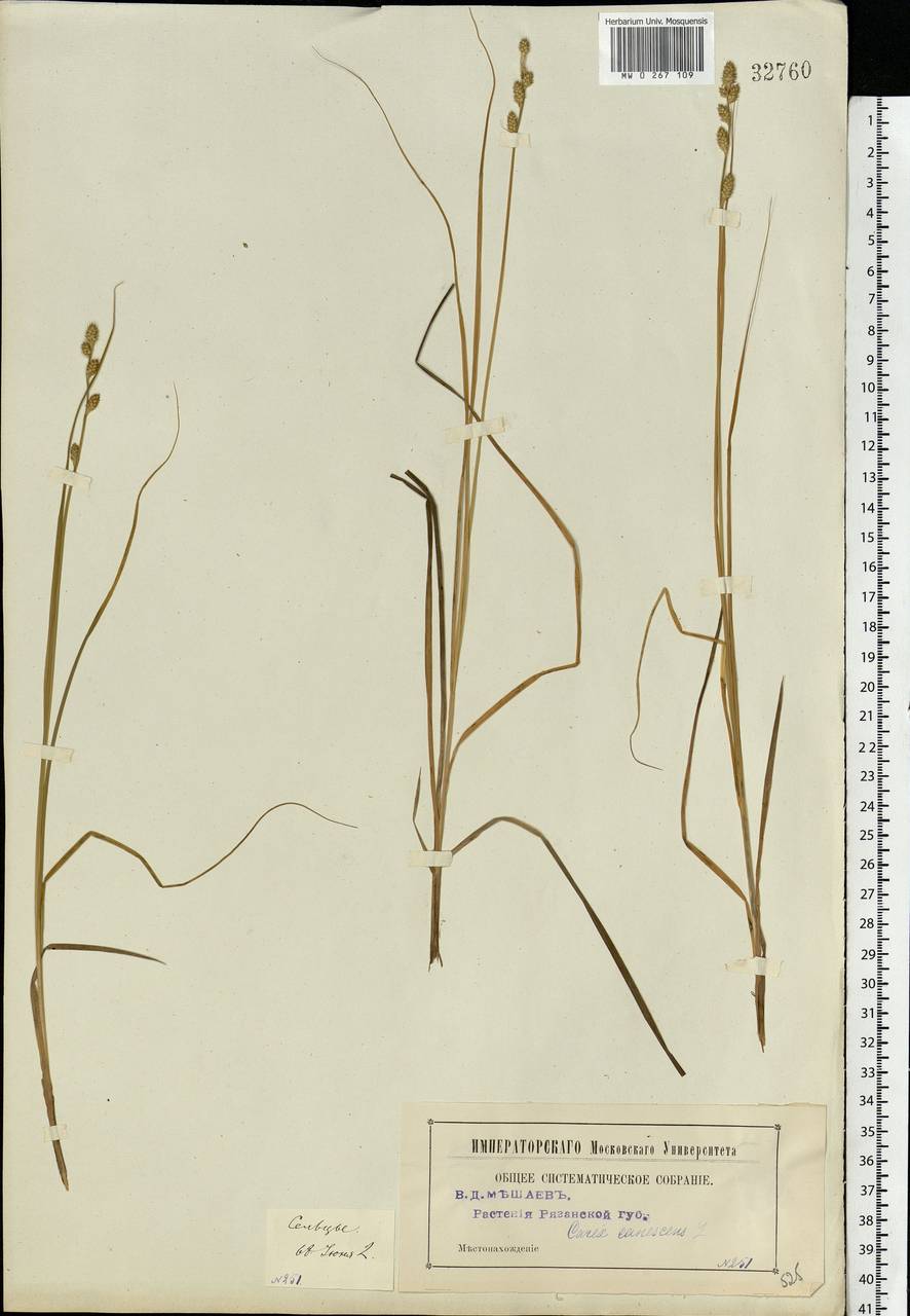 Carex canescens subsp. canescens, Eastern Europe, Central region (E4) (Russia)