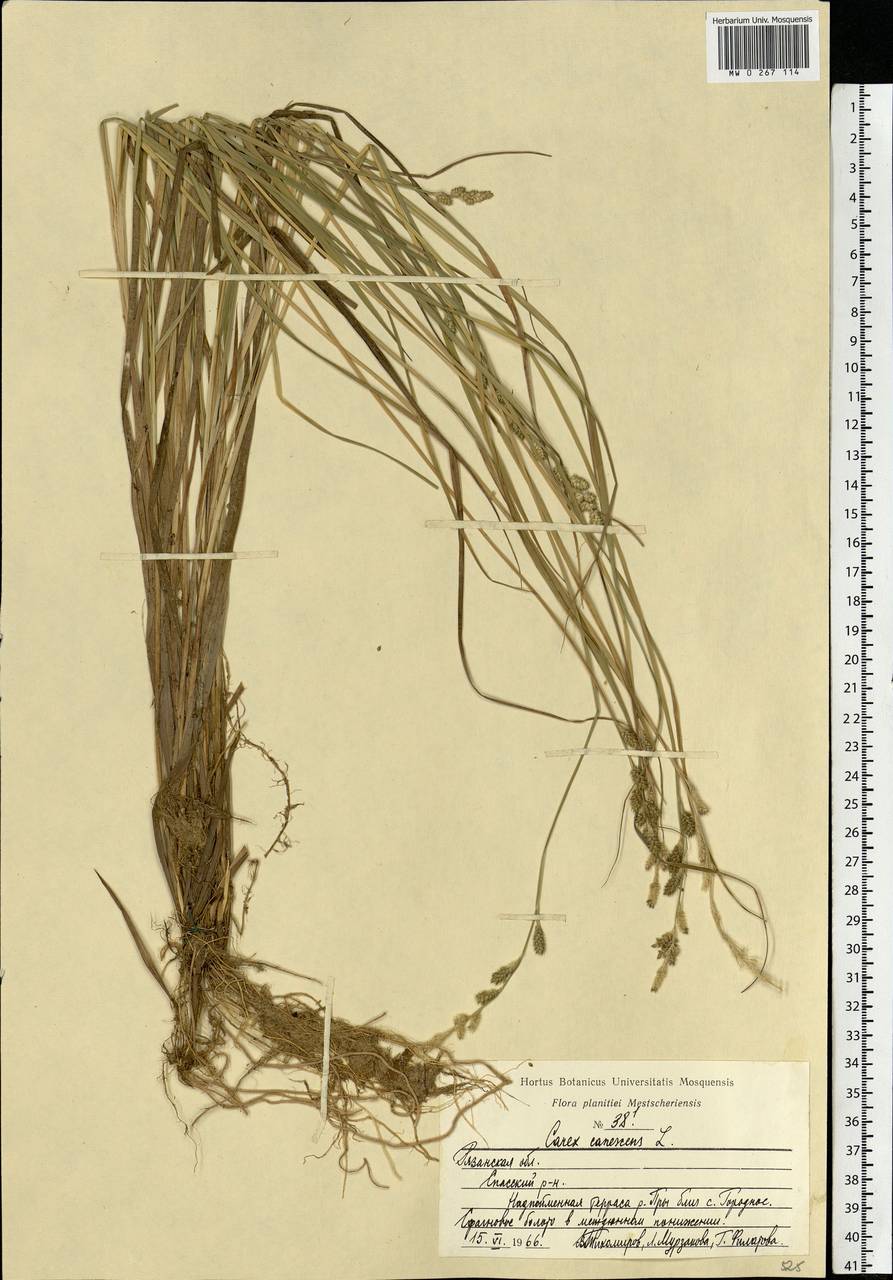 Carex canescens subsp. canescens, Eastern Europe, Central region (E4) (Russia)