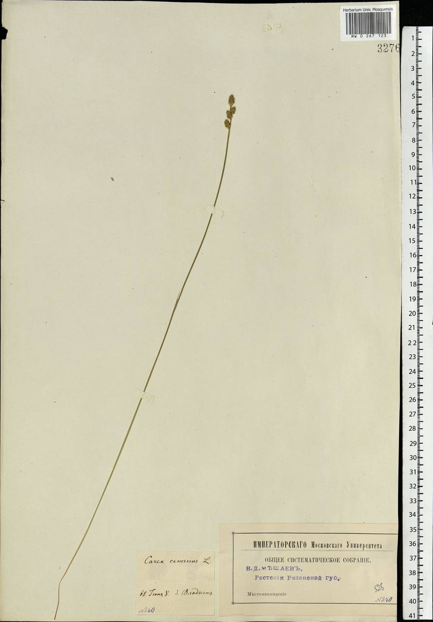 Carex canescens subsp. canescens, Eastern Europe, Central region (E4) (Russia)