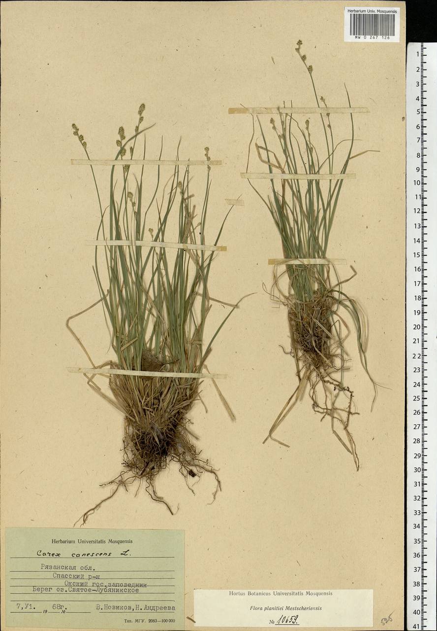 Carex canescens subsp. canescens, Eastern Europe, Central region (E4) (Russia)