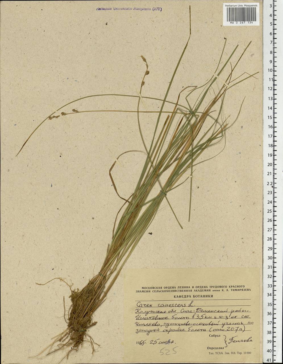 Carex canescens subsp. canescens, Eastern Europe, Central region (E4) (Russia)