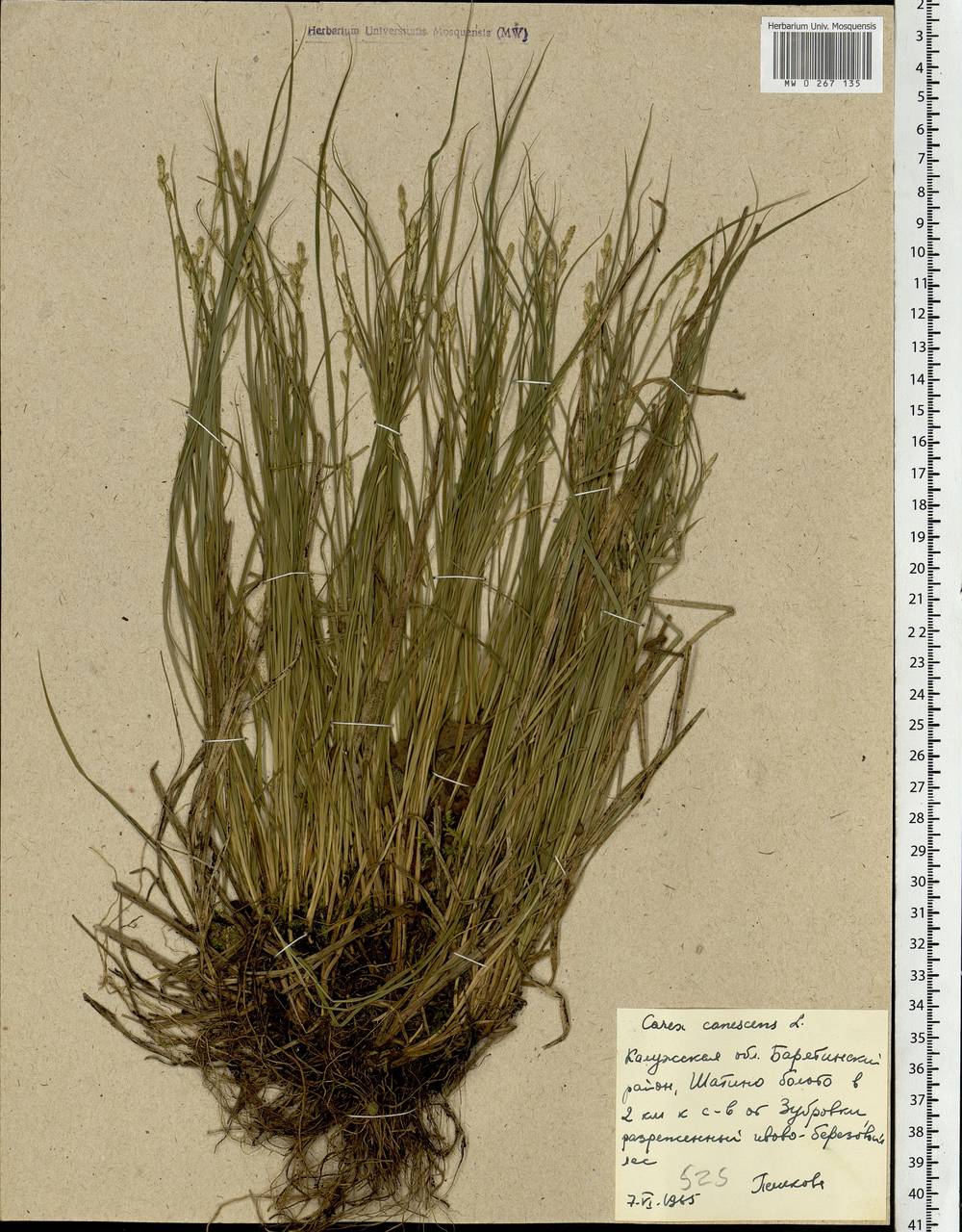 Carex canescens subsp. canescens, Eastern Europe, Central region (E4) (Russia)