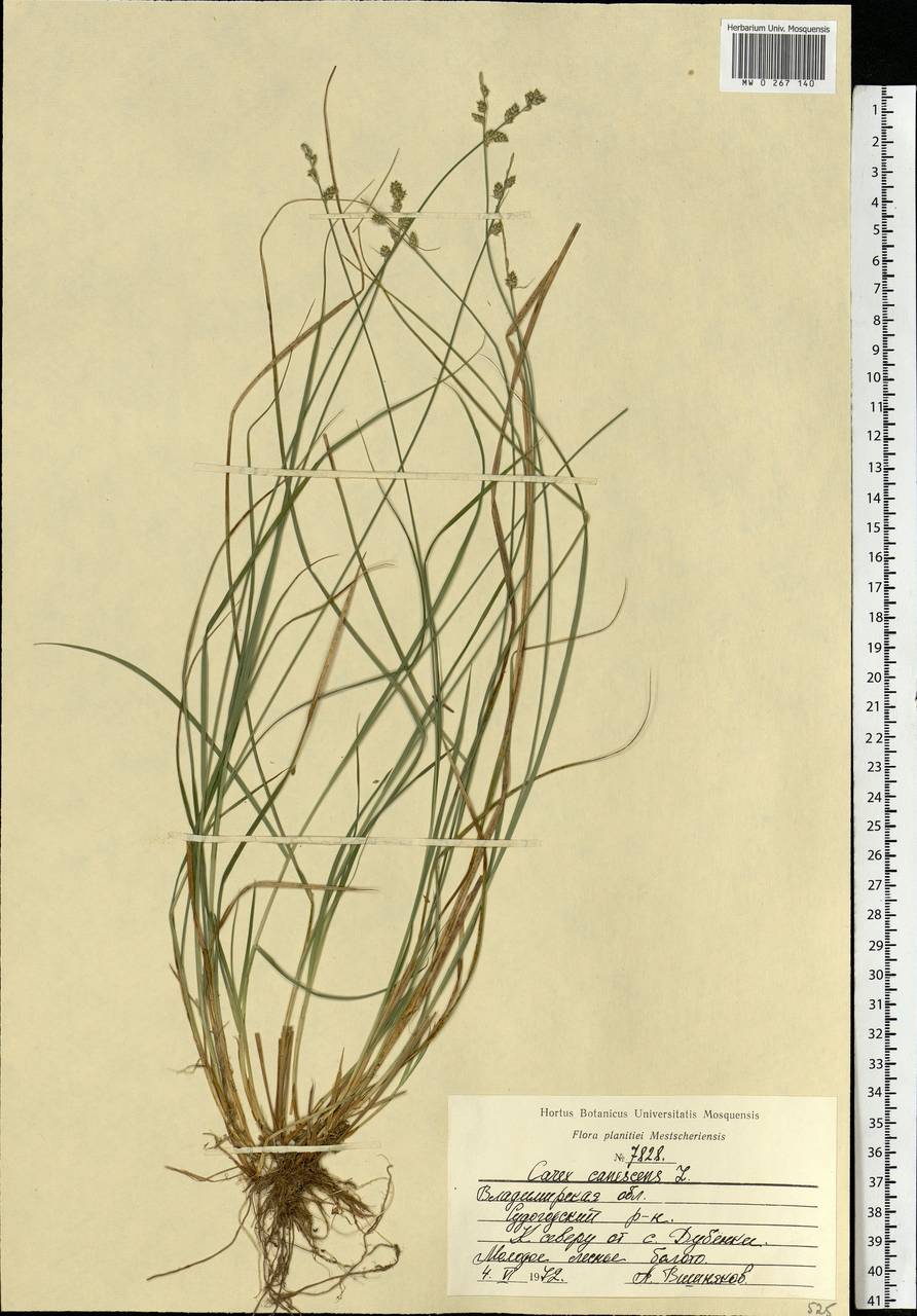 Carex canescens subsp. canescens, Eastern Europe, Central region (E4) (Russia)