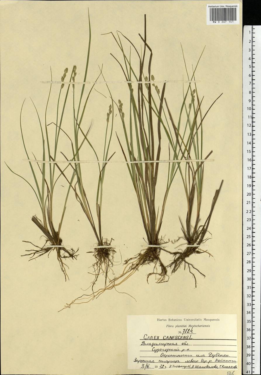 Carex canescens subsp. canescens, Eastern Europe, Central region (E4) (Russia)