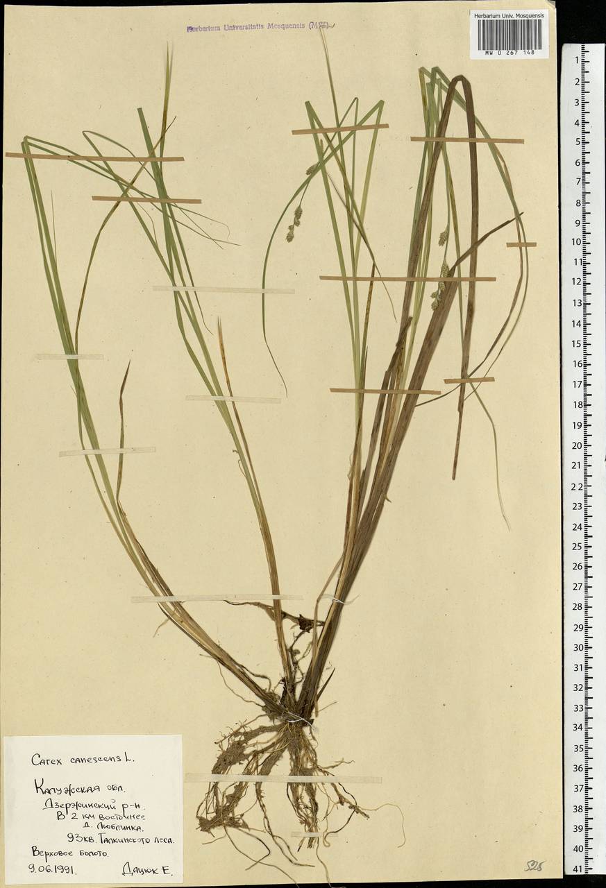 Carex canescens subsp. canescens, Eastern Europe, Central region (E4) (Russia)