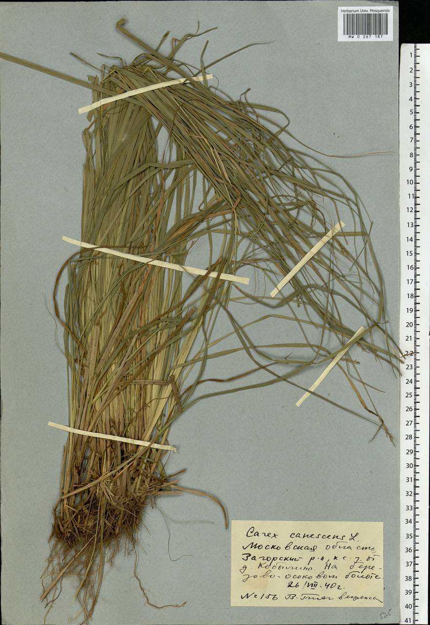 Carex canescens subsp. canescens, Eastern Europe, Moscow region (E4a) (Russia)