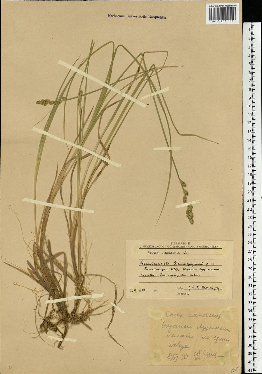 Carex canescens subsp. canescens, Eastern Europe, Moscow region (E4a) (Russia)