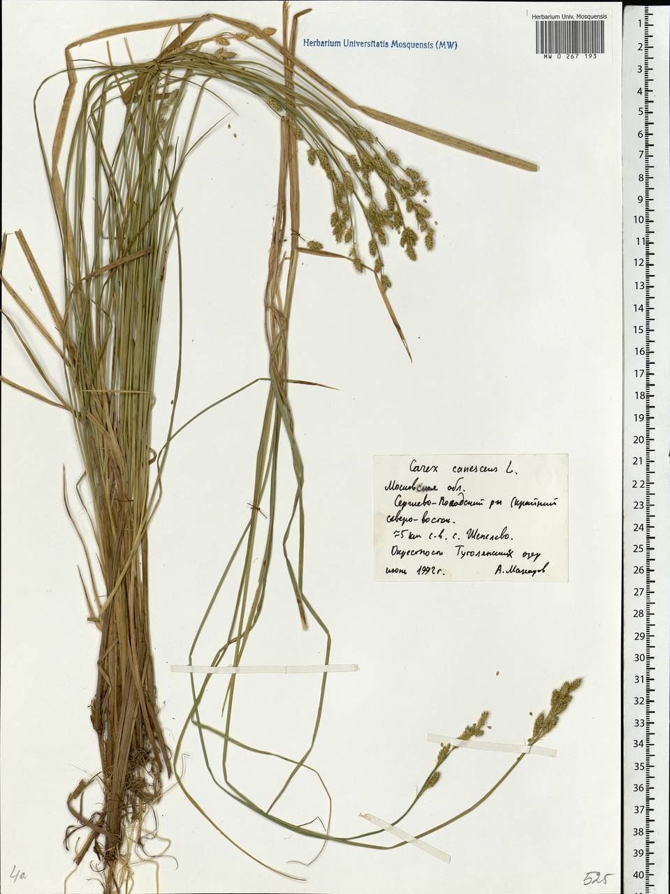 Carex canescens subsp. canescens, Eastern Europe, Moscow region (E4a) (Russia)