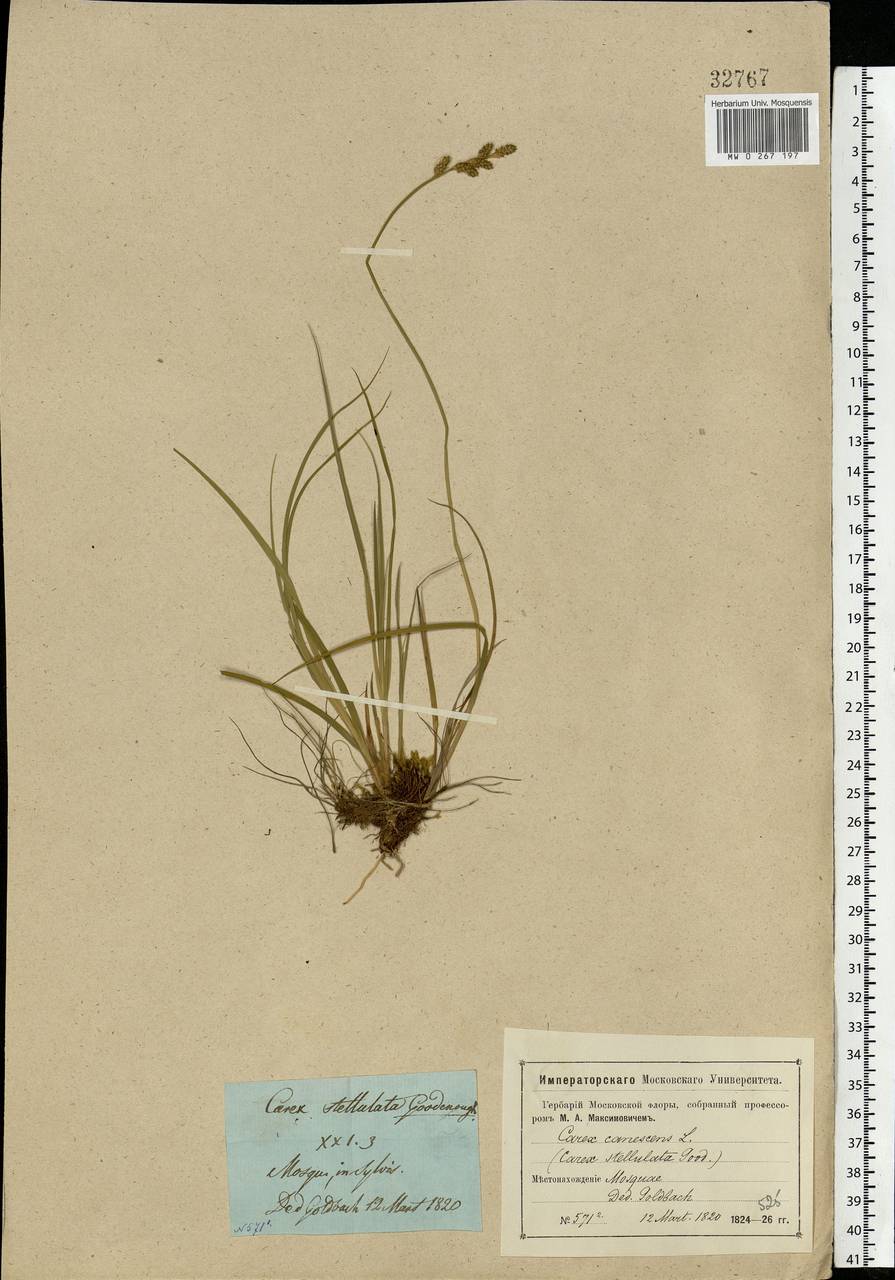 Carex canescens subsp. canescens, Eastern Europe, Moscow region (E4a) (Russia)