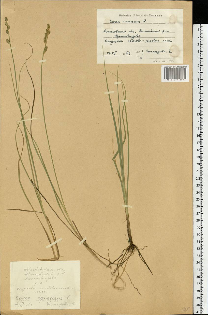 Carex canescens subsp. canescens, Eastern Europe, Moscow region (E4a) (Russia)