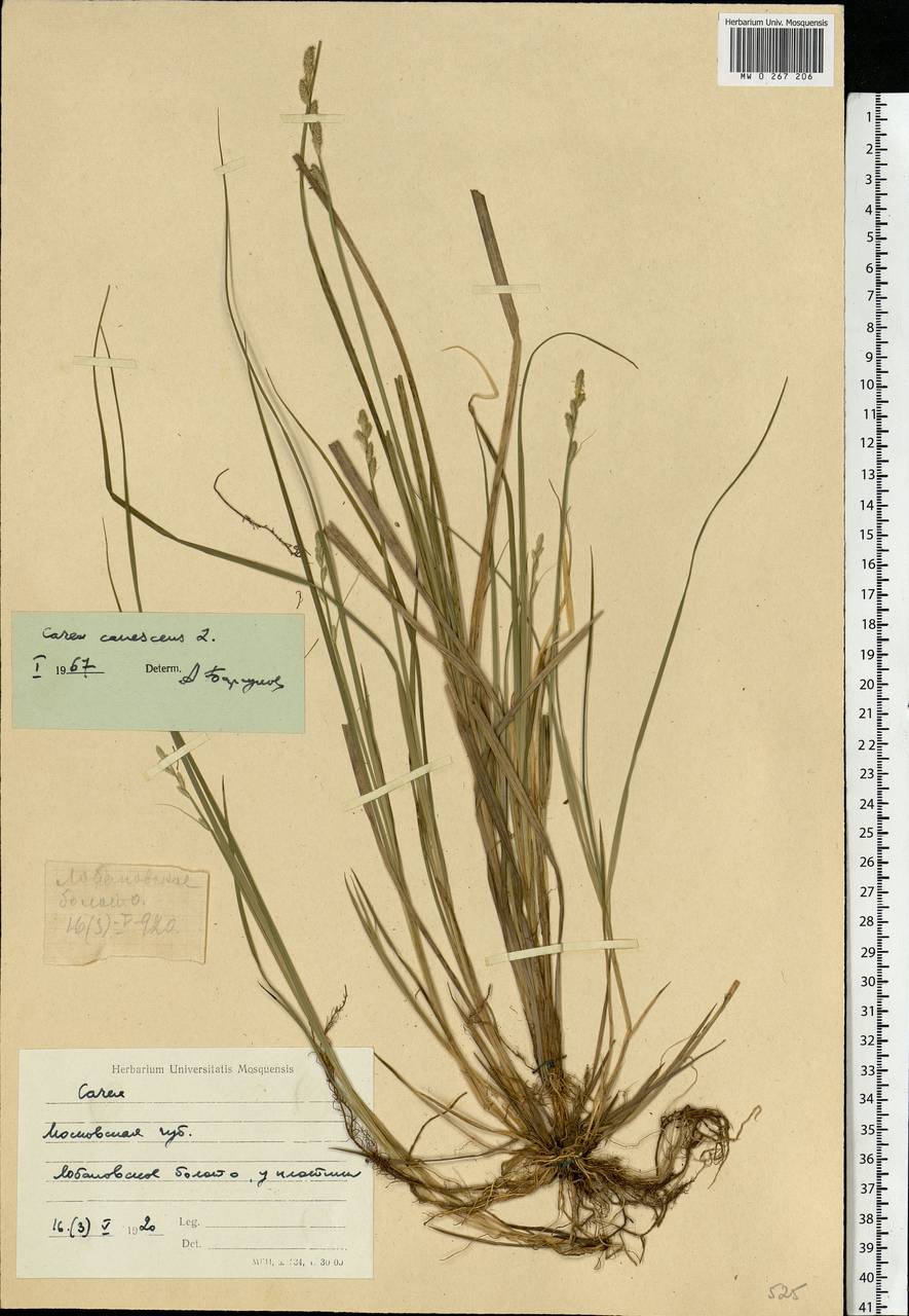 Carex canescens subsp. canescens, Eastern Europe, Moscow region (E4a) (Russia)