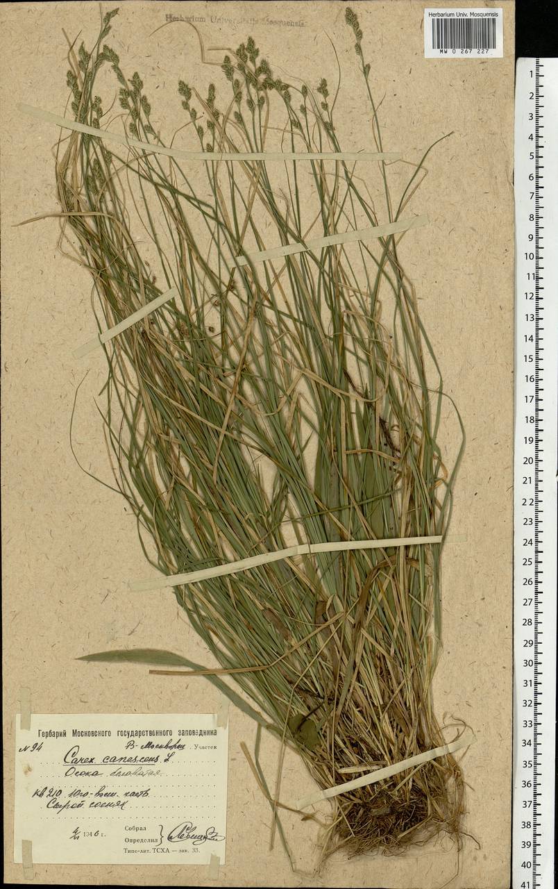 Carex canescens subsp. canescens, Eastern Europe, Moscow region (E4a) (Russia)