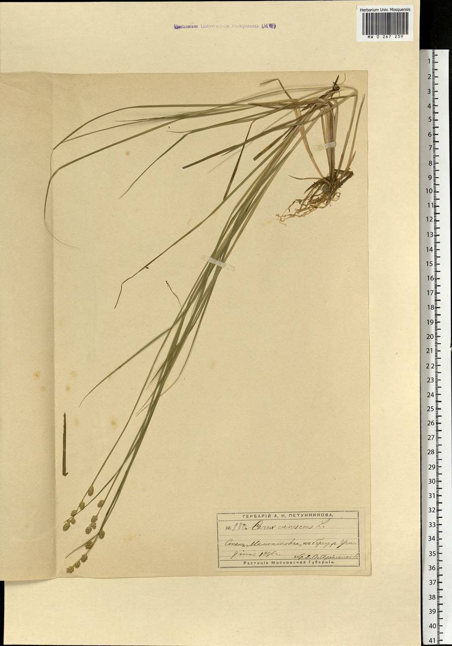 Carex canescens subsp. canescens, Eastern Europe, Moscow region (E4a) (Russia)