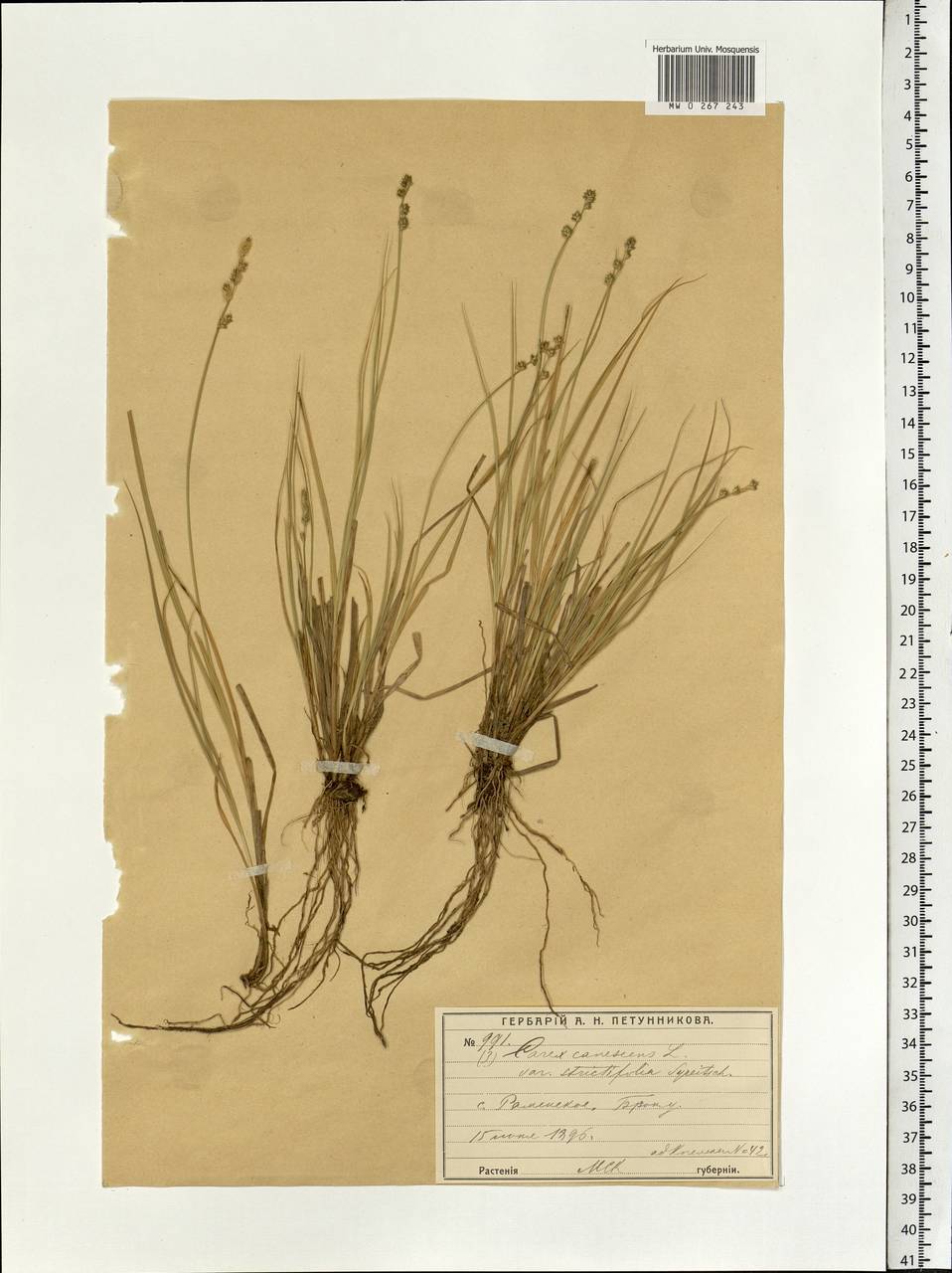 Carex canescens subsp. canescens, Eastern Europe, Moscow region (E4a) (Russia)