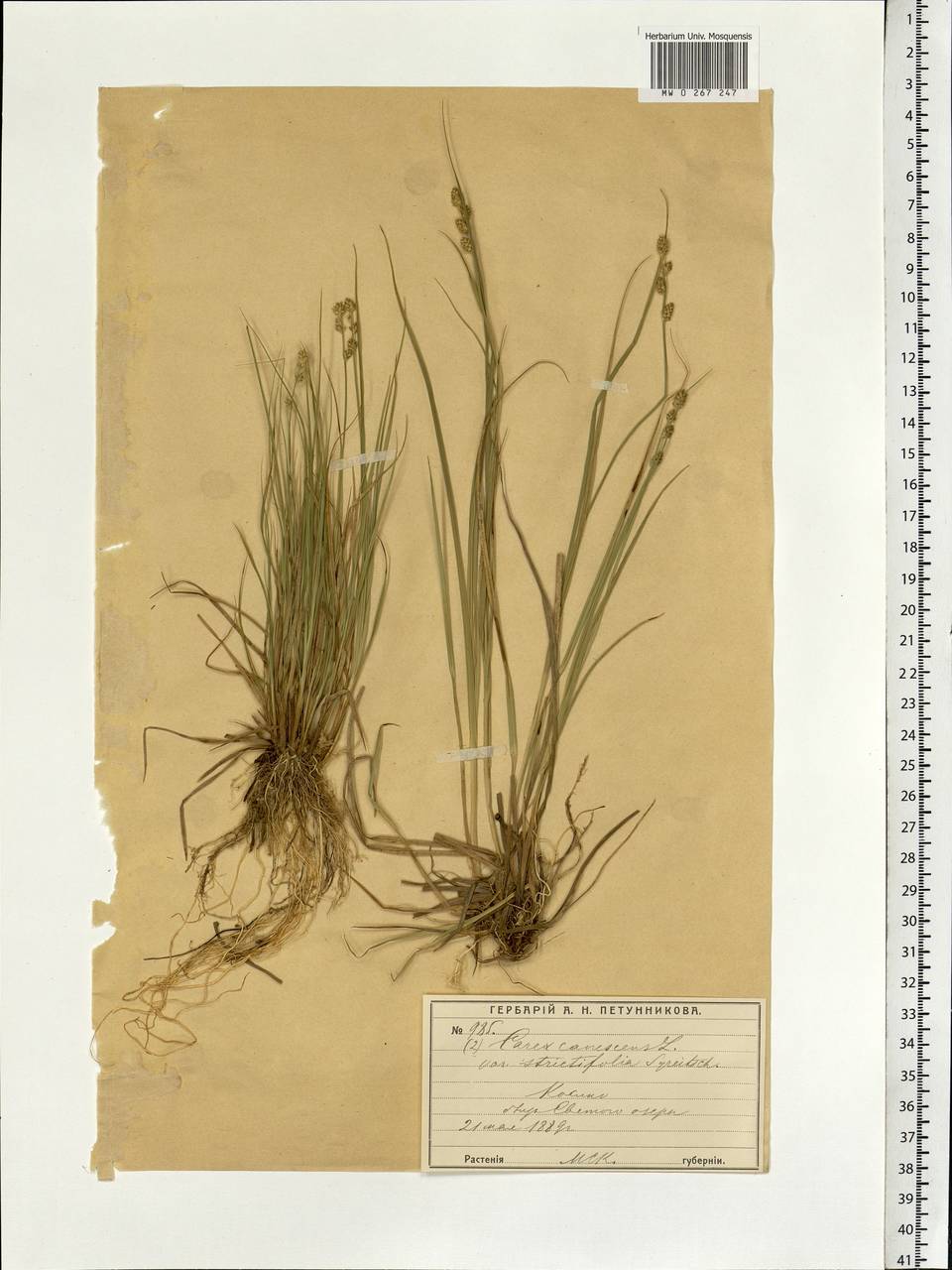 Carex canescens subsp. canescens, Eastern Europe, Moscow region (E4a) (Russia)