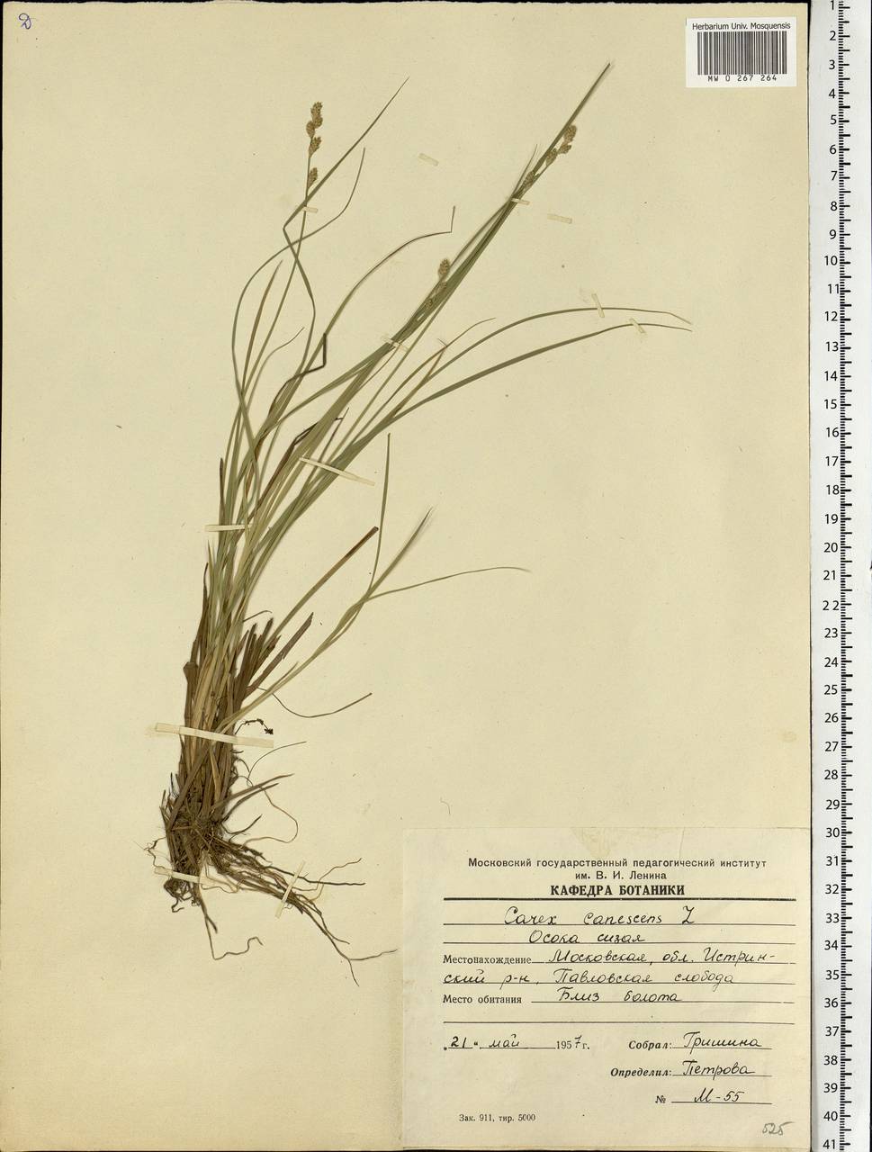 Carex canescens subsp. canescens, Eastern Europe, Moscow region (E4a) (Russia)