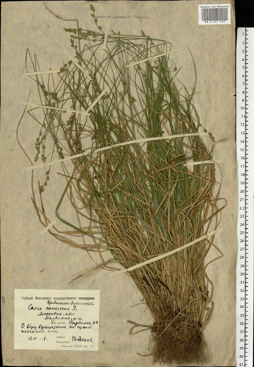 Carex canescens subsp. canescens, Eastern Europe, Moscow region (E4a) (Russia)