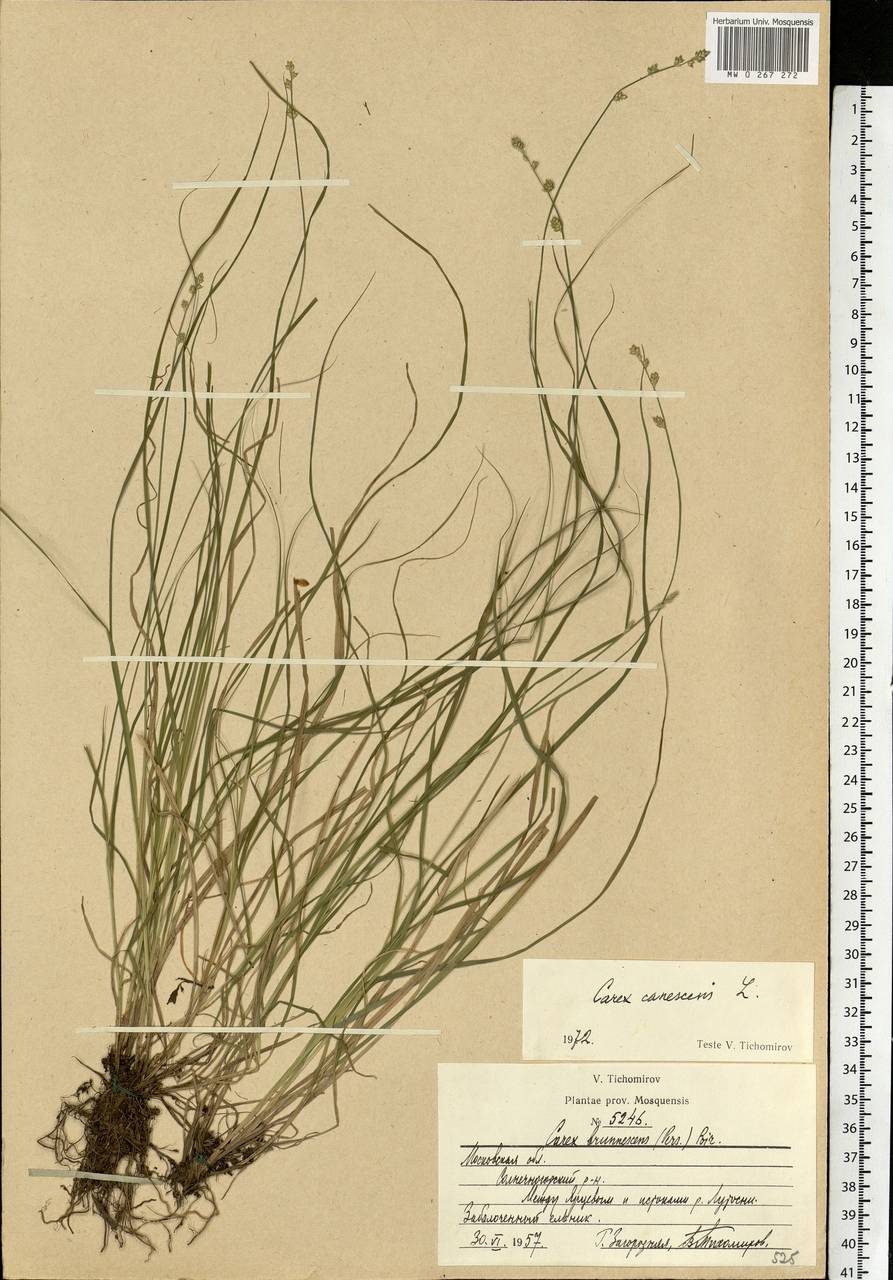 Carex canescens subsp. canescens, Eastern Europe, Moscow region (E4a) (Russia)