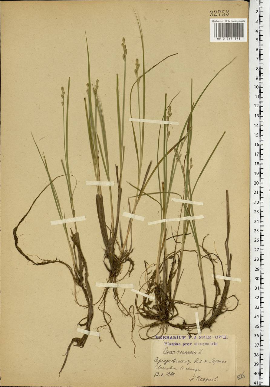 Carex canescens subsp. canescens, Eastern Europe, Moscow region (E4a) (Russia)