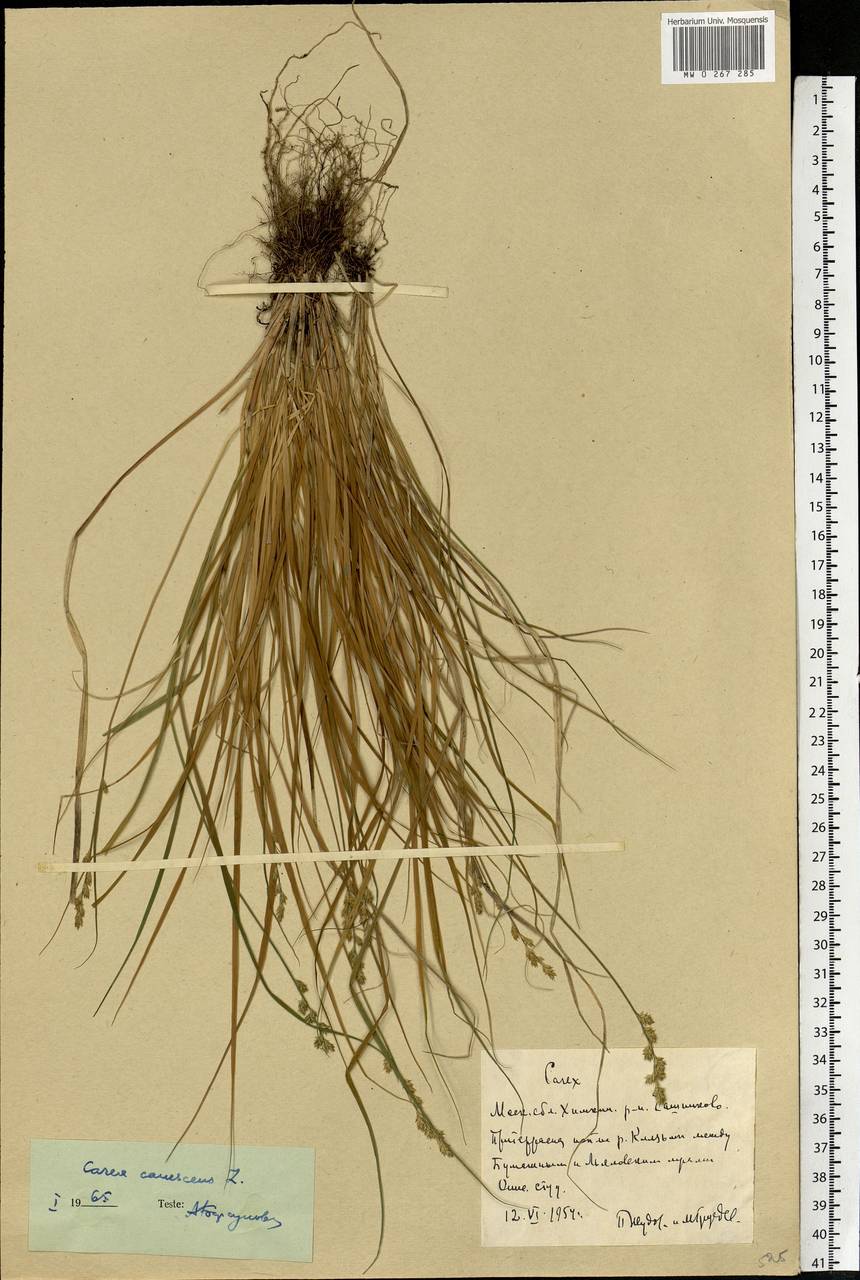 Carex canescens subsp. canescens, Eastern Europe, Moscow region (E4a) (Russia)