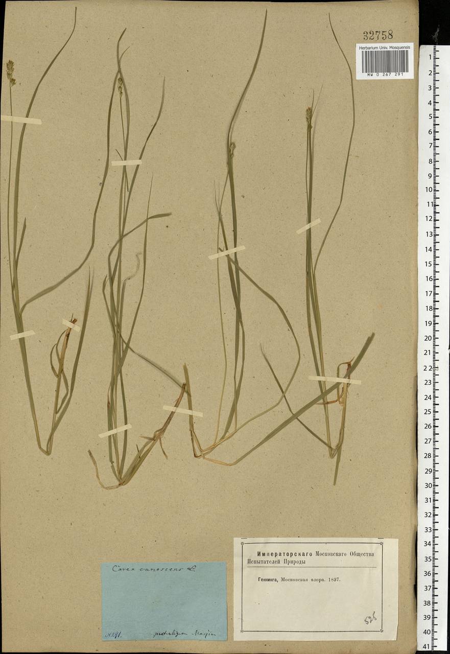 Carex canescens subsp. canescens, Eastern Europe, Moscow region (E4a) (Russia)