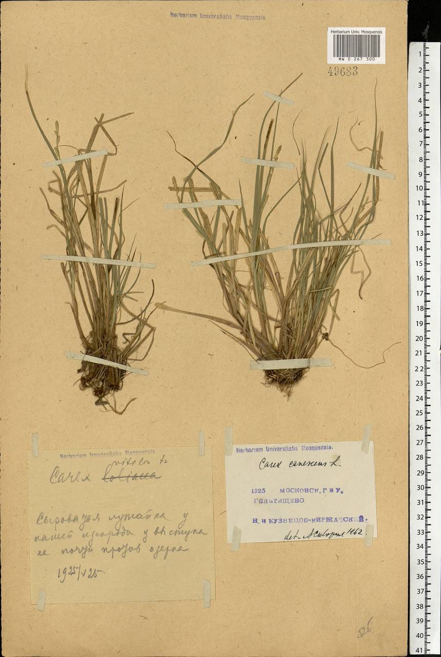 Carex canescens subsp. canescens, Eastern Europe, Moscow region (E4a) (Russia)