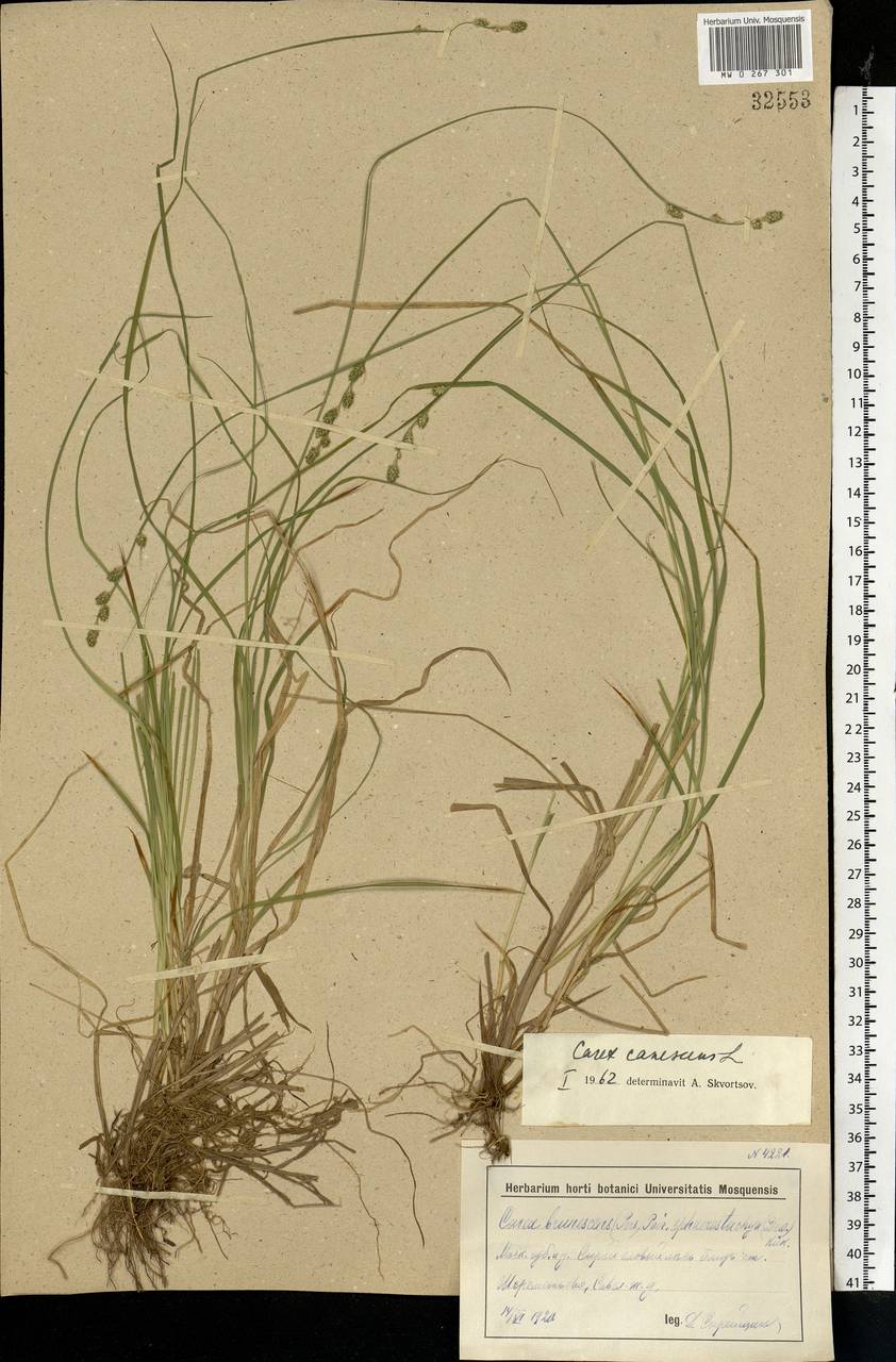 Carex canescens subsp. canescens, Eastern Europe, Moscow region (E4a) (Russia)