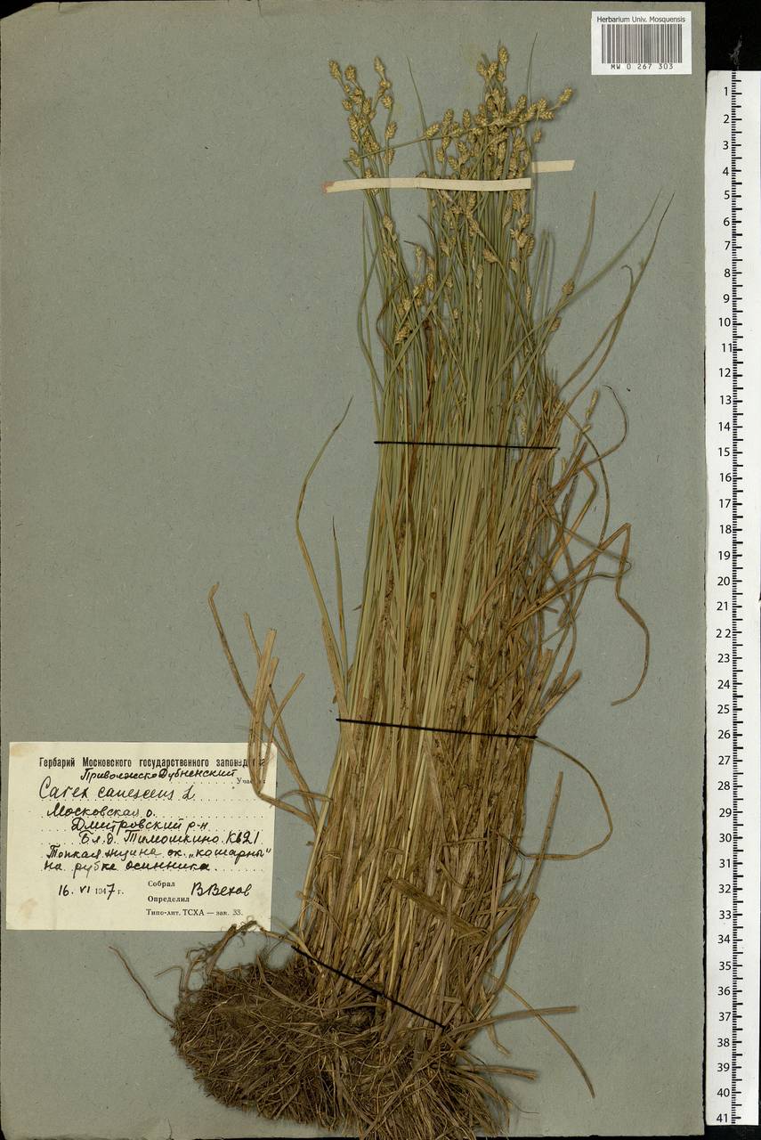 Carex canescens subsp. canescens, Eastern Europe, Moscow region (E4a) (Russia)