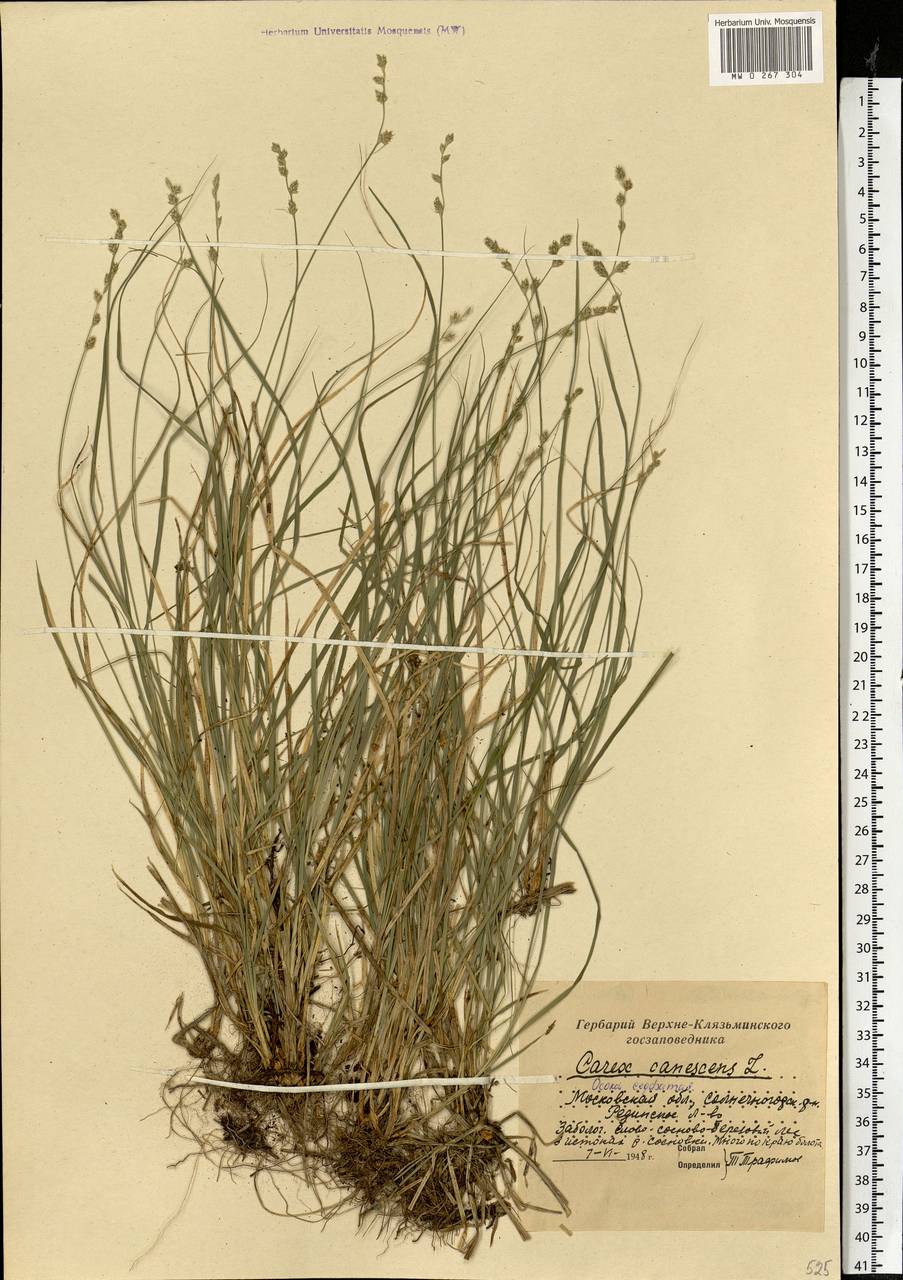 Carex canescens subsp. canescens, Eastern Europe, Moscow region (E4a) (Russia)