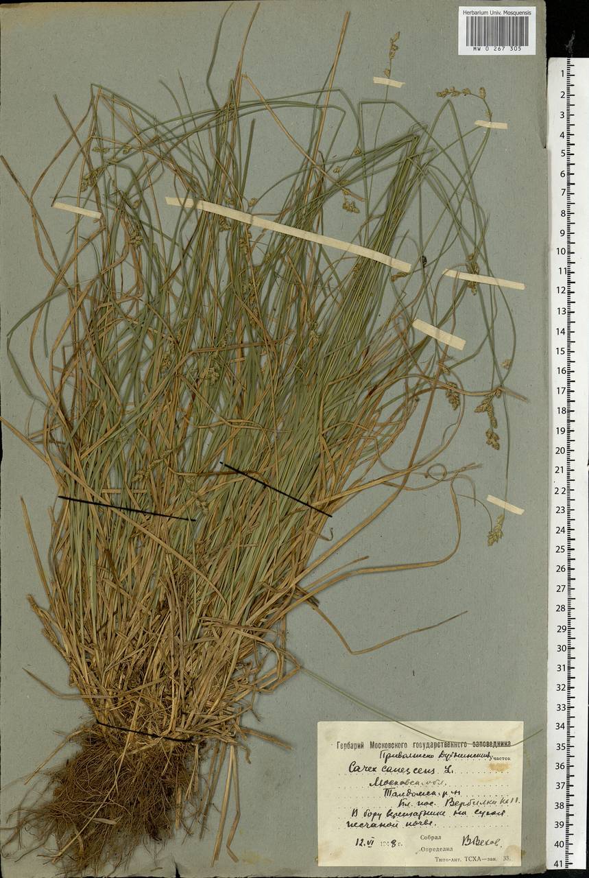 Carex canescens subsp. canescens, Eastern Europe, Moscow region (E4a) (Russia)