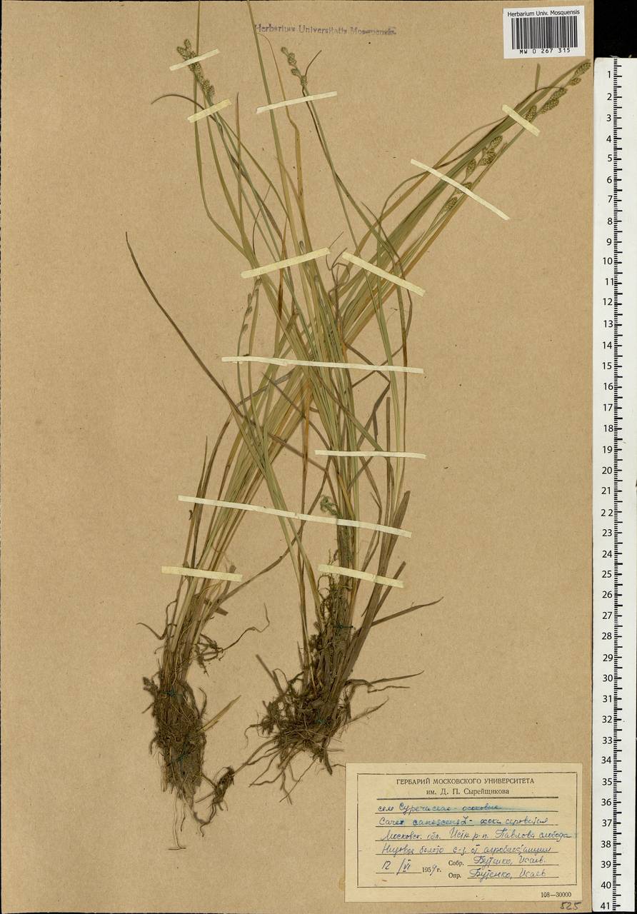 Carex canescens subsp. canescens, Eastern Europe, Moscow region (E4a) (Russia)