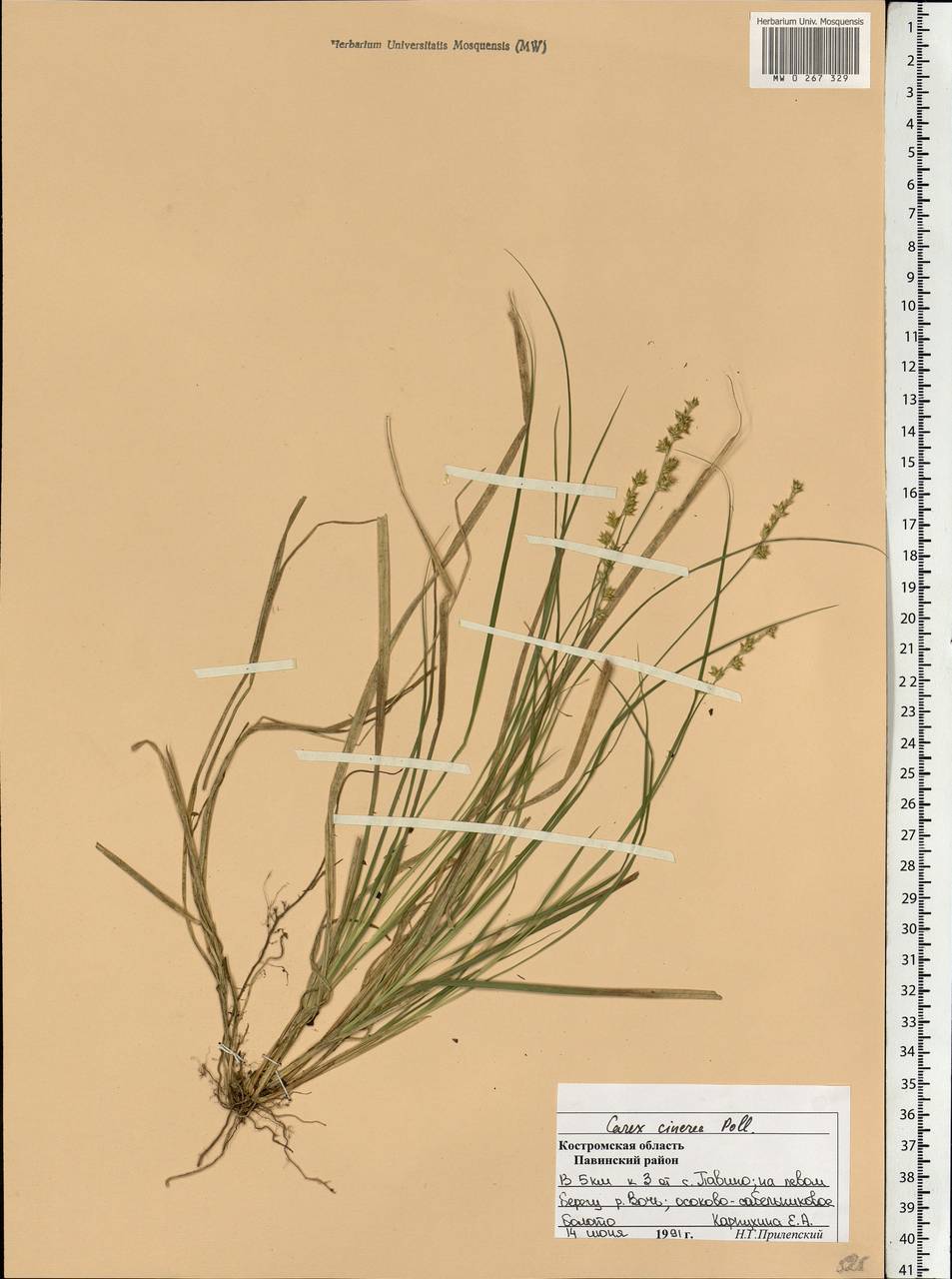Carex canescens subsp. canescens, Eastern Europe, Central forest region (E5) (Russia)