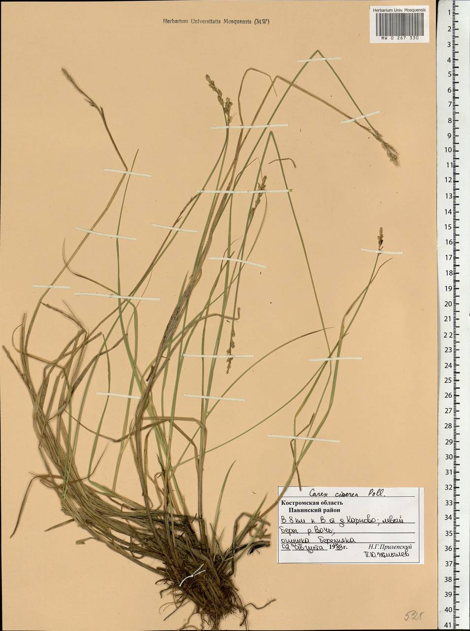 Carex canescens subsp. canescens, Eastern Europe, Central forest region (E5) (Russia)