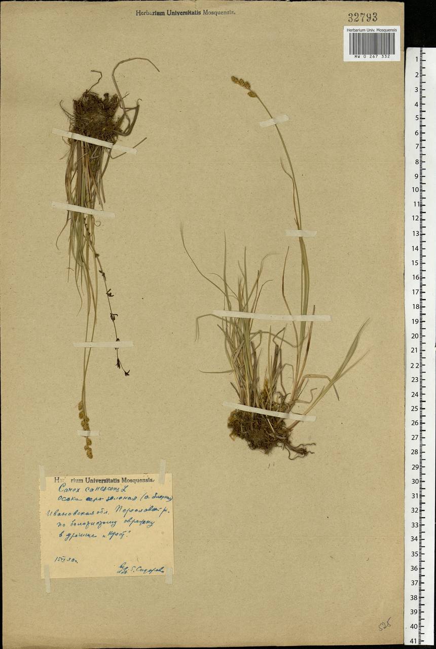 Carex canescens subsp. canescens, Eastern Europe, Central forest region (E5) (Russia)