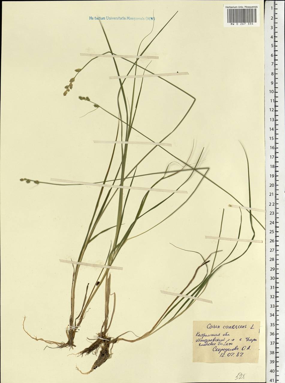Carex canescens subsp. canescens, Eastern Europe, Central forest region (E5) (Russia)