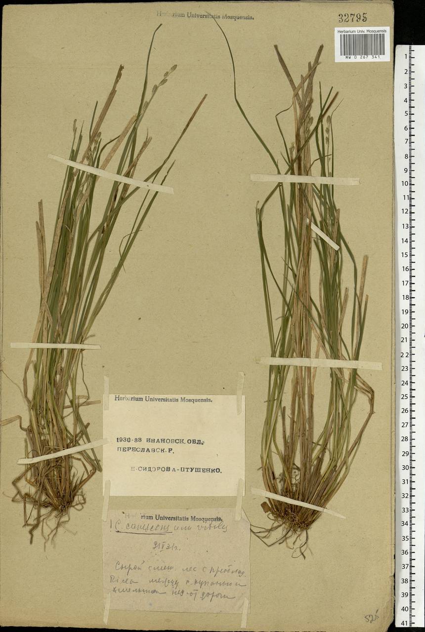 Carex canescens subsp. canescens, Eastern Europe, Central forest region (E5) (Russia)