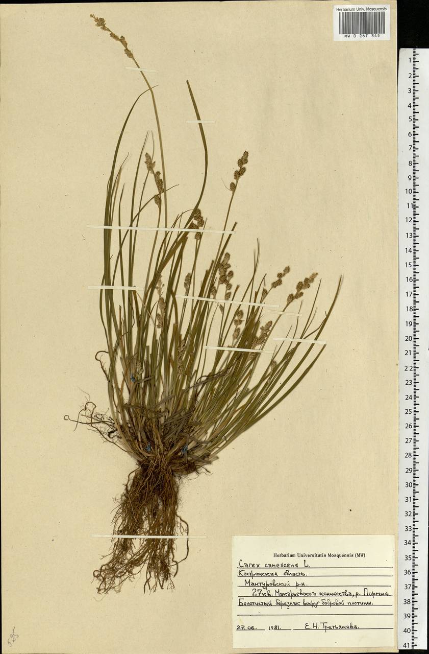 Carex canescens subsp. canescens, Eastern Europe, Central forest region (E5) (Russia)