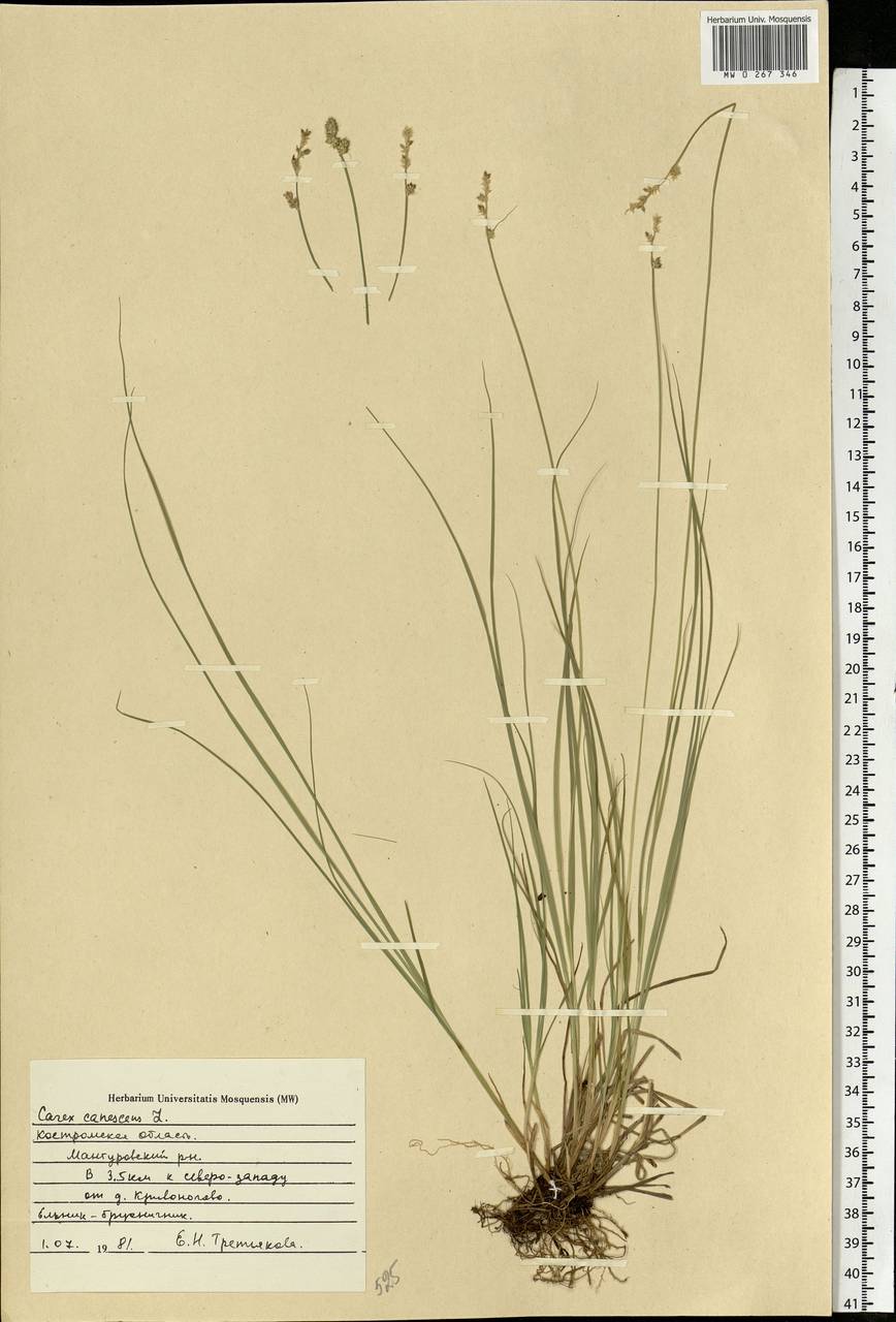 Carex canescens subsp. canescens, Eastern Europe, Central forest region (E5) (Russia)