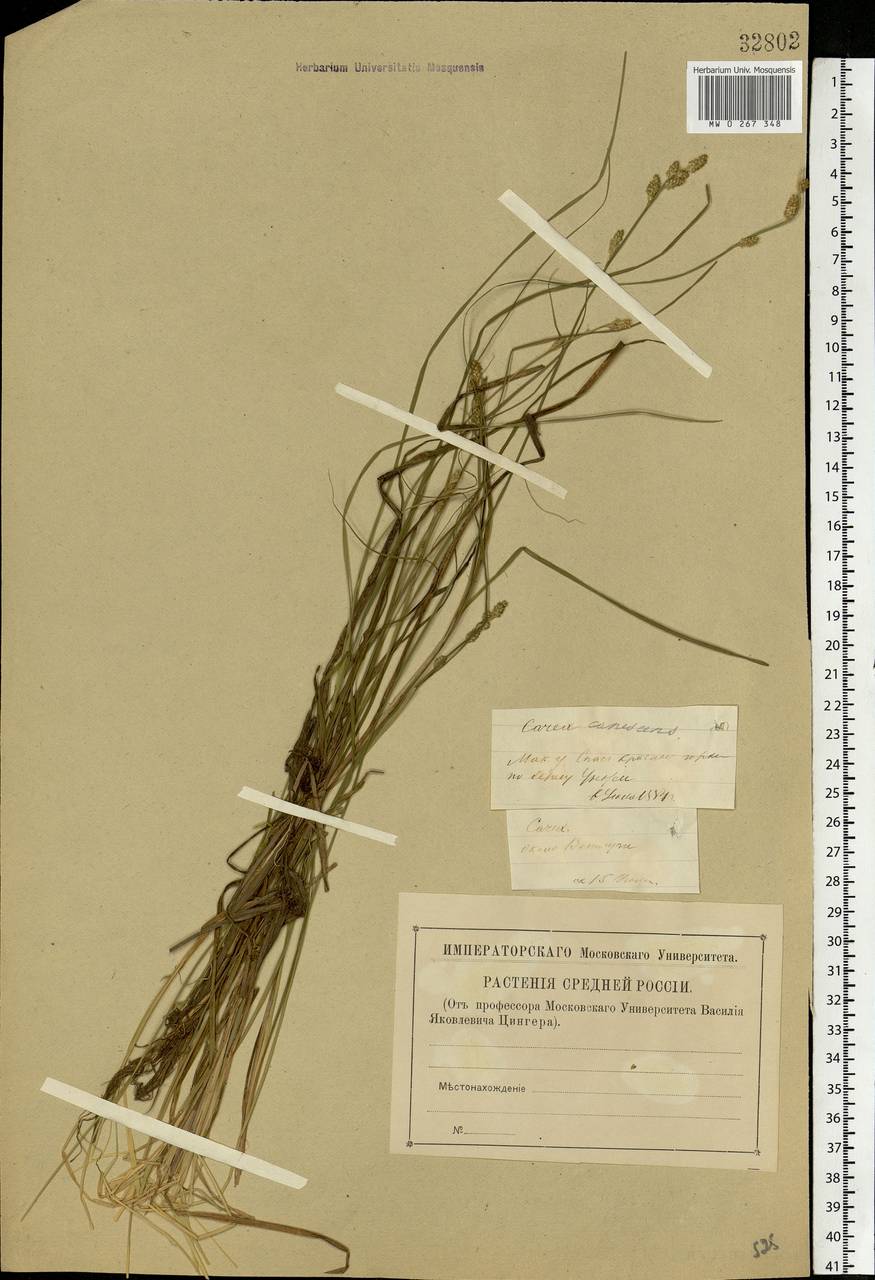 Carex canescens subsp. canescens, Eastern Europe, Central forest region (E5) (Russia)