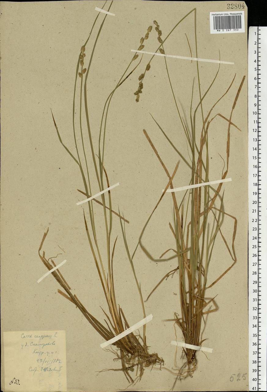 Carex canescens subsp. canescens, Eastern Europe, Central forest region (E5) (Russia)