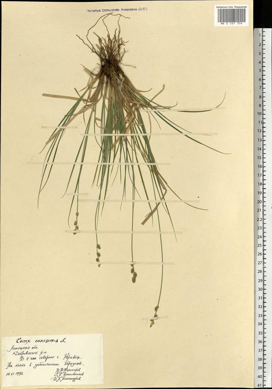 Carex canescens subsp. canescens, Eastern Europe, Central forest-and-steppe region (E6) (Russia)